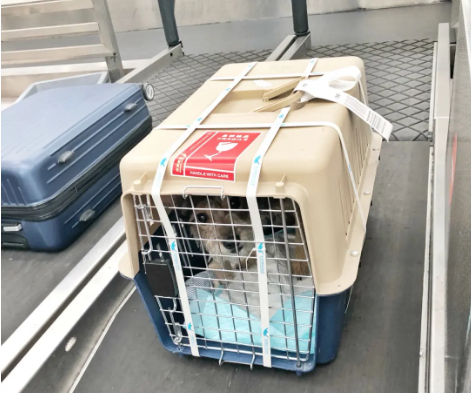 恩施宠物托运 宠物托运公司 机场宠物托运 宠物空运